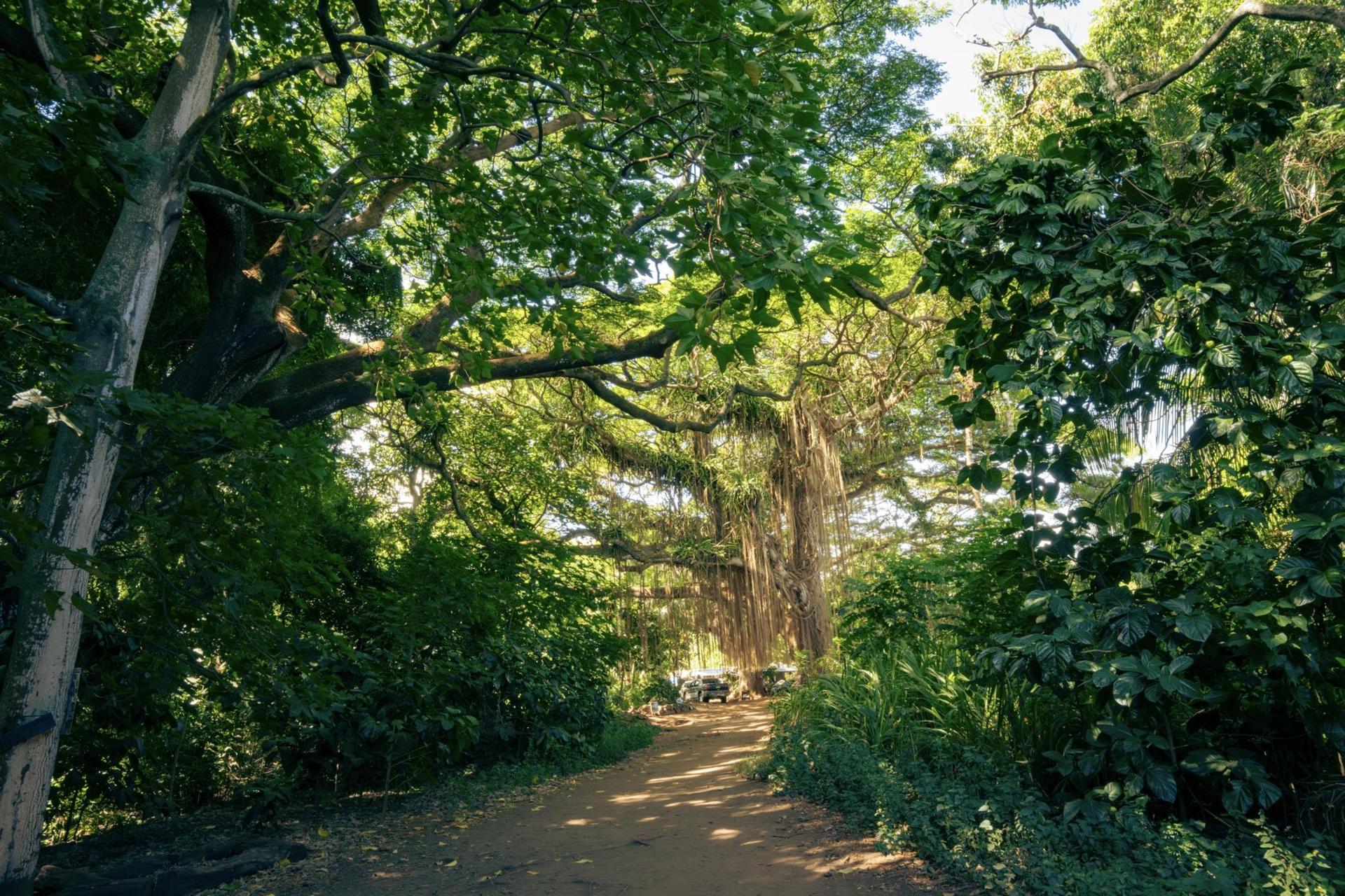Hawaii’s Lush Forest Trails Gain Attention as Eco-Tourism Continues to Grow