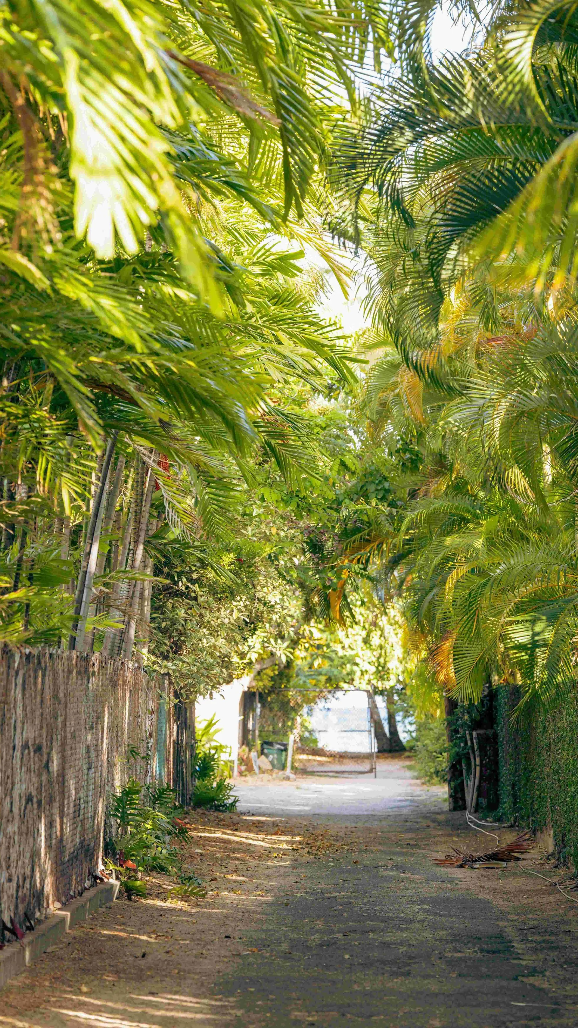 Hidden Tropical Paths Showcase Hawaii’s Growing Appeal for Nature Tourism