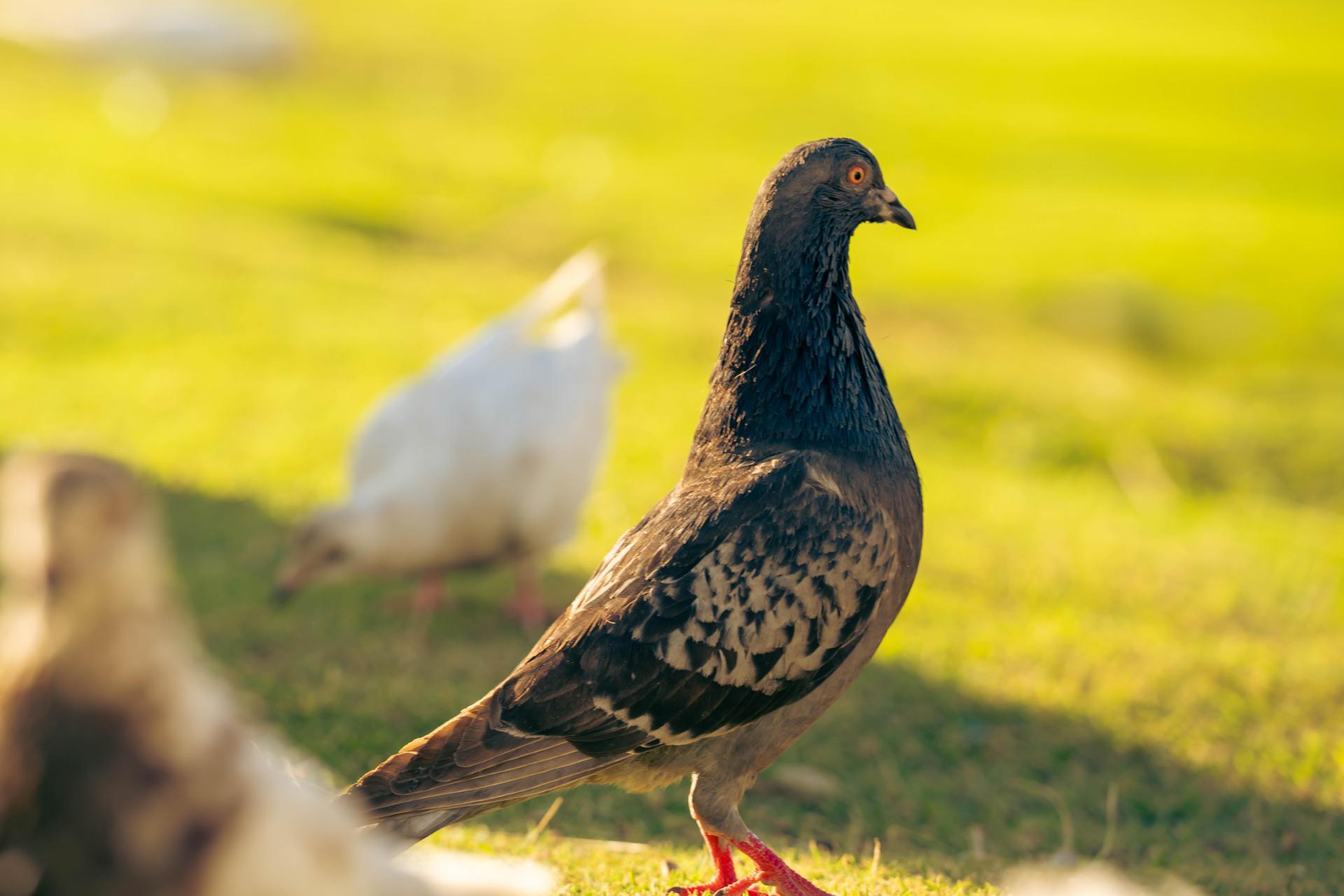 Proactive bi-directional attitude